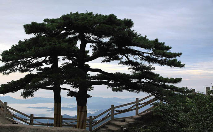 仿真松树