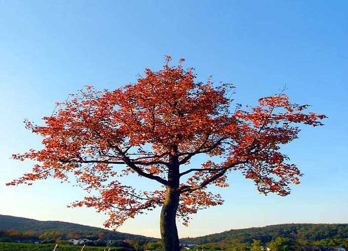 仿真桃花树